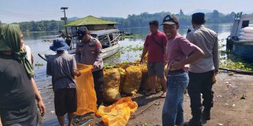 Gotong Royong Bersihkan Eceng Gondok di Waduk Jangari