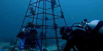 Jaga Ekosistem Laut Indonesia, ASDP Perkuat Konservasi Terumbu Karang di Pesisir Bau-Bau