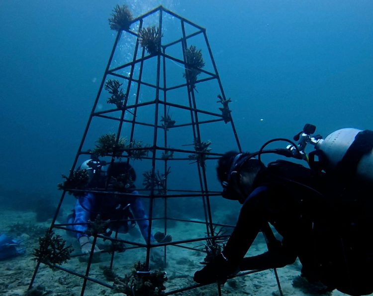 Jaga Ekosistem Laut Indonesia, ASDP Perkuat Konservasi Terumbu Karang di Pesisir Bau-Bau