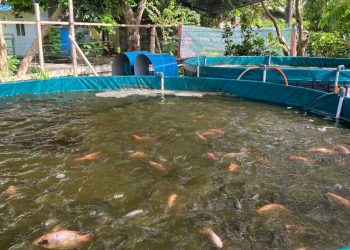 Polibatam Kembangkan Teknologi Pakan Ikan Otomatis Berbasis IoT