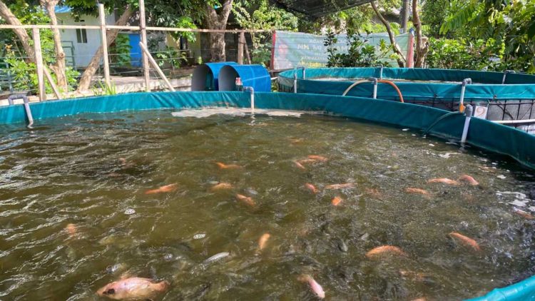 Polibatam Kembangkan Teknologi Pakan Ikan Otomatis Berbasis IoT