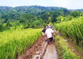 BBWS Mesuji Sekampung Percepat Perbaikan Irigasi Way Gemol