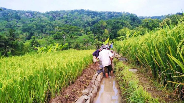 BBWS Mesuji Sekampung Percepat Perbaikan Irigasi Way Gemol