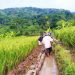 BBWS Mesuji Sekampung Percepat Perbaikan Irigasi Way Gemol