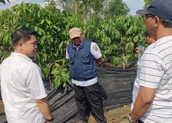 PHC Tingkatkan Pertumbuhan Kopi di Lampung Barat