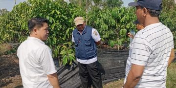 PHC Tingkatkan Pertumbuhan Kopi di Lampung Barat