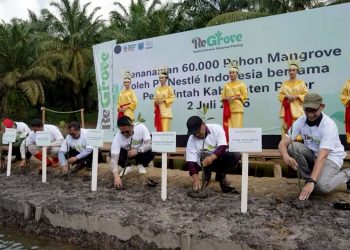 Nestlé Indonesia Tanam 60 Ribu Mangrove di Paser Perkuat Rehabilitasi Pesisir dan Aksi Iklim