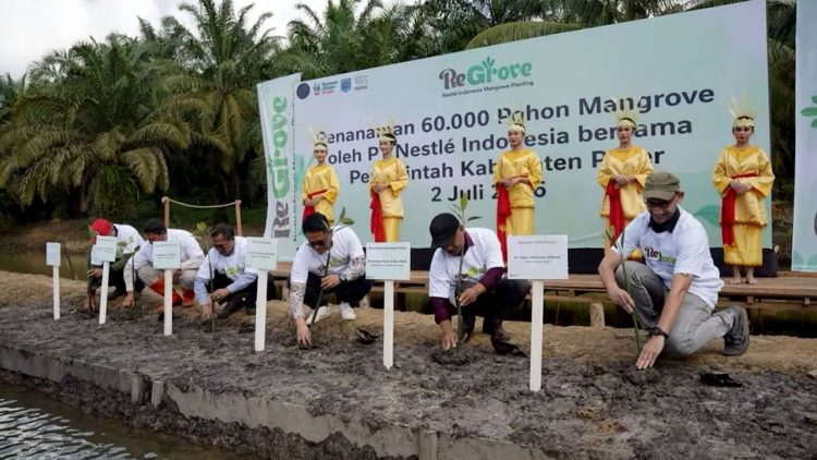 Nestlé Indonesia Tanam 60 Ribu Mangrove di Paser Perkuat Rehabilitasi Pesisir dan Aksi Iklim