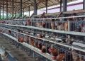 Palaran Disiapkan Jadi Sentra Produksi Ayam dan Telur