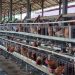 Palaran Disiapkan Jadi Sentra Produksi Ayam dan Telur