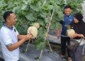 Lapas Palangka Raya Panen Melon Premium