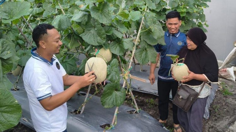 Lapas Palangka Raya Panen Melon Premium