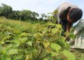 Aceh Siapkan Sistem Resi Gudang untuk Nilam