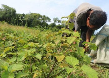 Aceh Siapkan Sistem Resi Gudang untuk Nilam
