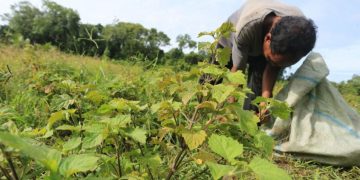 Aceh Siapkan Sistem Resi Gudang untuk Nilam