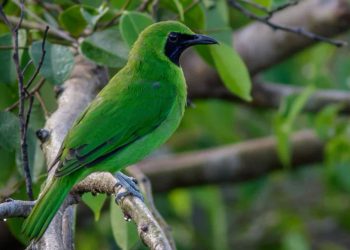 Karantina Jatim Gagalkan Penyelundupan 69 Ekor Burung