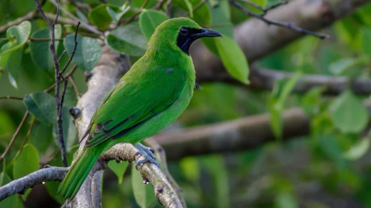 Karantina Jatim Gagalkan Penyelundupan 69 Ekor Burung