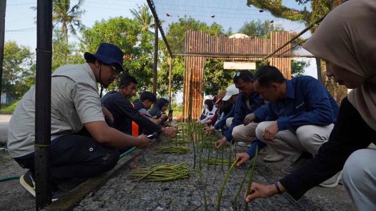 PTBA Resmikan Pusat Persemaian Mangrove di Lampung Timur