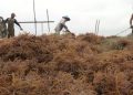 Negosiasi Akuisisi AGAR Masih Berlangsung