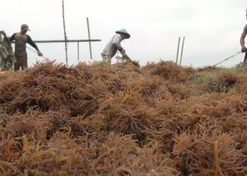Negosiasi Akuisisi AGAR Masih Berlangsung