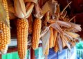 Jagung Merah Dairi Tarik Perhatian Pengunjung