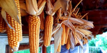 Jagung Merah Dairi Tarik Perhatian Pengunjung