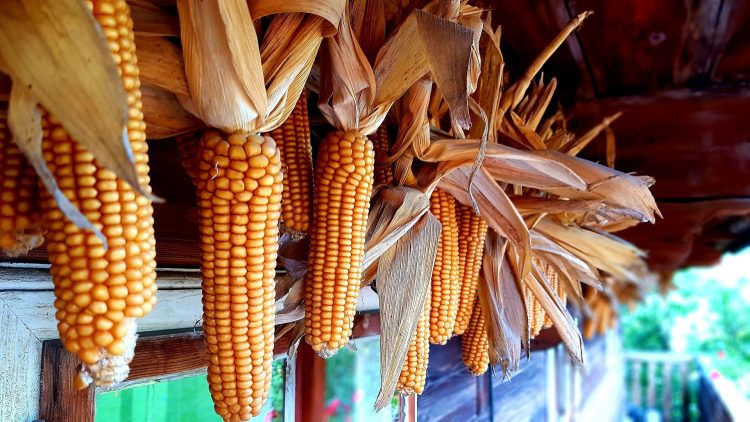 Jagung Merah Dairi Tarik Perhatian Pengunjung