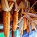 Jagung Merah Dairi Tarik Perhatian Pengunjung