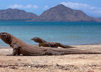 Pariwisata Labuan Bajo Diperkuat Pascagempa