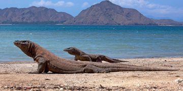Pariwisata Labuan Bajo Diperkuat Pascagempa