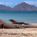 Pariwisata Labuan Bajo Diperkuat Pascagempa
