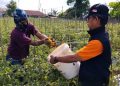 Petani Teritip Panen 8,5 Ton Tomat