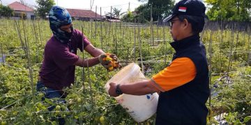 Petani Teritip Panen 8,5 Ton Tomat