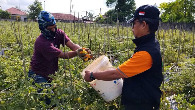 Petani Teritip Panen 8,5 Ton Tomat