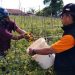Petani Teritip Panen 8,5 Ton Tomat