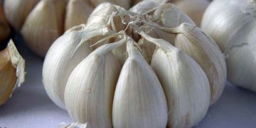 Koster Dukung Gerakan Penanaman Bawang Putih