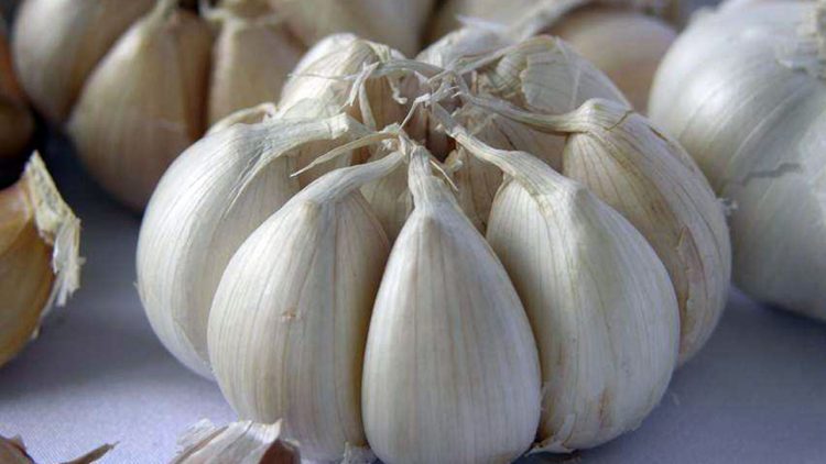 Koster Dukung Gerakan Penanaman Bawang Putih