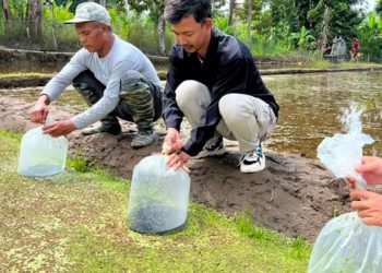 Minapadi Subak Gianyar Buka Peluang Ekonomi Baru