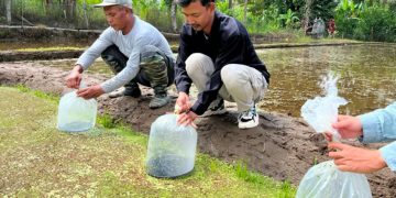 Minapadi Subak Gianyar Buka Peluang Ekonomi Baru