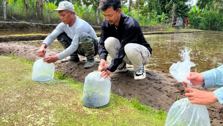 Minapadi Subak Gianyar Buka Peluang Ekonomi Baru