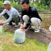 Minapadi Subak Gianyar Buka Peluang Ekonomi Baru