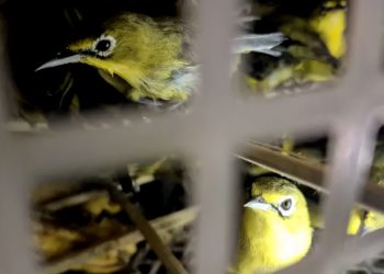 Karantina Bali Gagalkan Penyelundupan 482 Burung