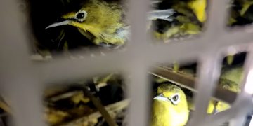 Karantina Bali Gagalkan Penyelundupan 482 Burung