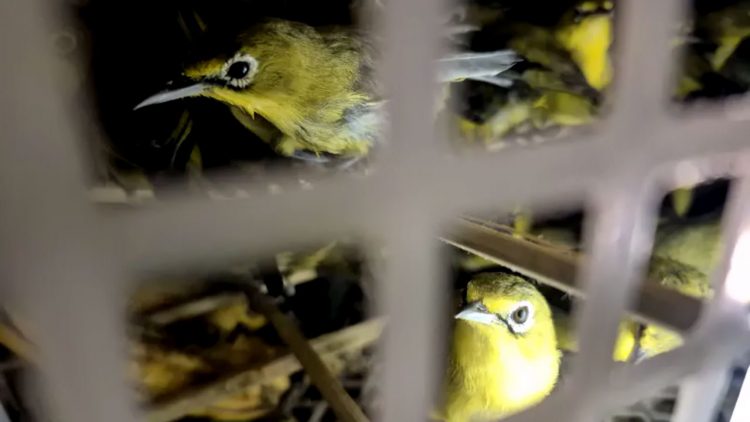 Karantina Bali Gagalkan Penyelundupan 482 Burung