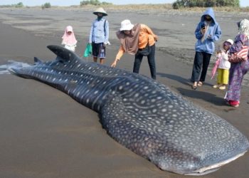 Hiu Paus Buka Peluang Wisata Bahari Sidoarjo
