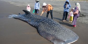 Hiu Paus Buka Peluang Wisata Bahari Sidoarjo