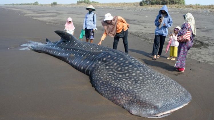 Hiu Paus Buka Peluang Wisata Bahari Sidoarjo