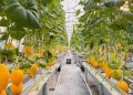 Greenhouse Melon Jadi Wisata Edukasi Baru di Sidoarjo