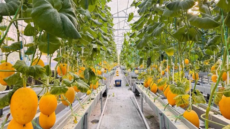 Greenhouse Melon Jadi Wisata Edukasi Baru di Sidoarjo