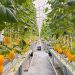Greenhouse Melon Jadi Wisata Edukasi Baru di Sidoarjo